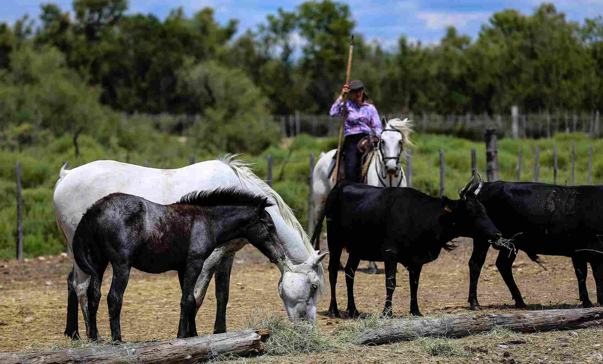 https://www.campingbonport.com/wp-content/uploads/2023/01/Manade-Camargue-100x60.jpg