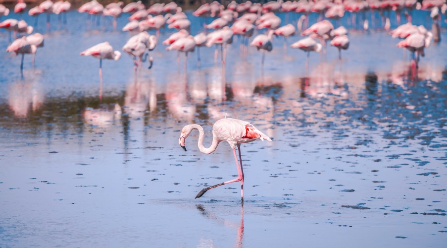 https://www.campingbonport.com/wp-content/uploads/2023/01/flamand-rose-salin-de-giraud-100x55.jpg