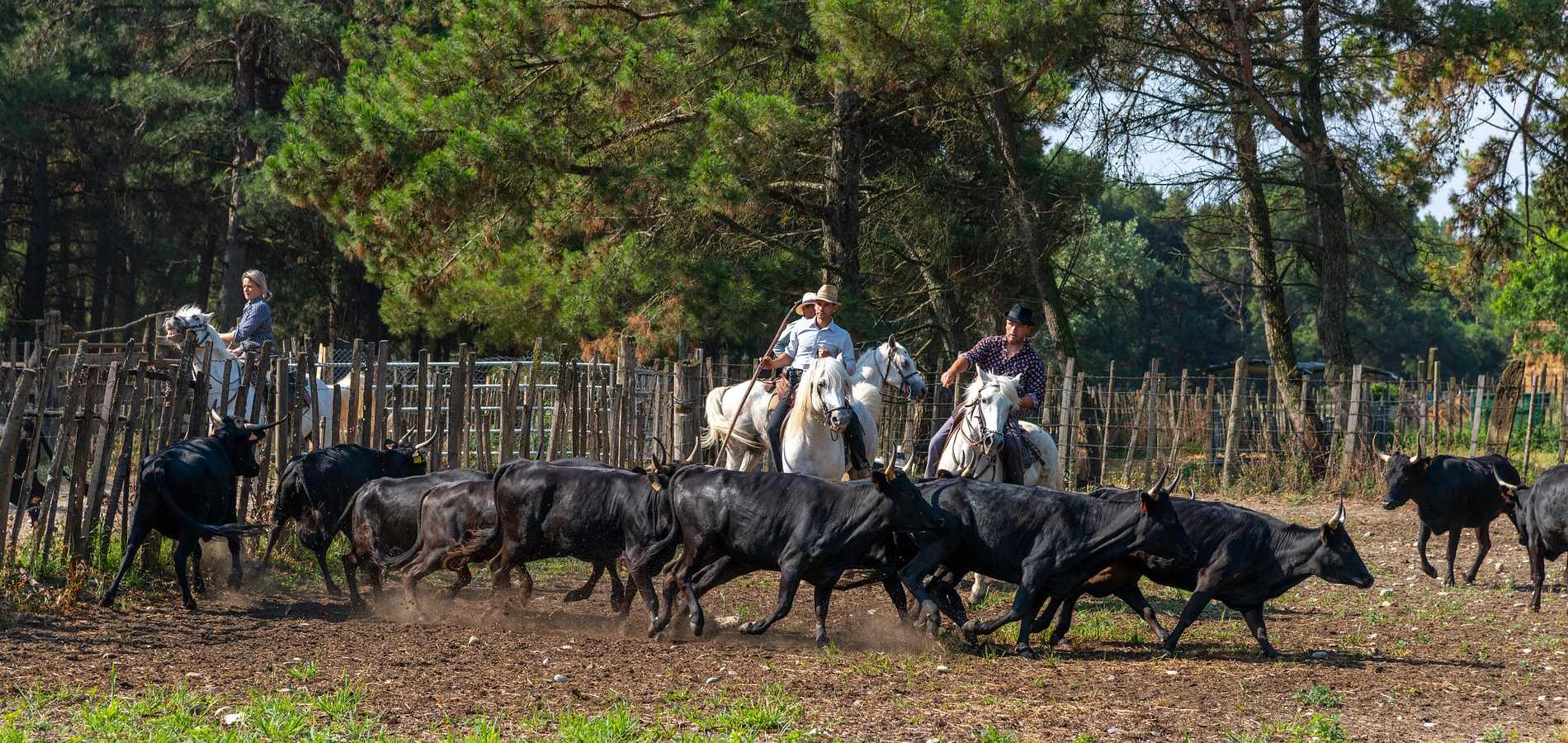 manade-Camargue-taureaux