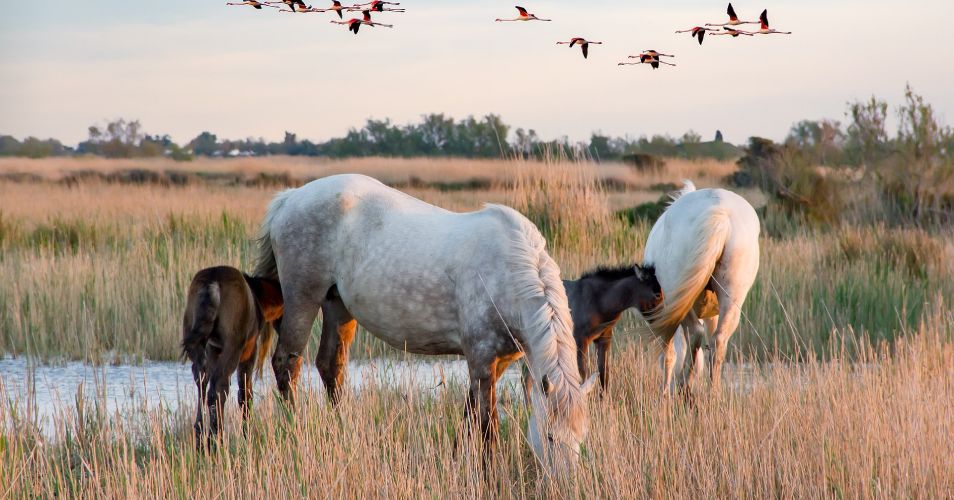 https://www.campingbonport.com/wp-content/uploads/2023/01/promenade-a-cheval-camargue-100x52.jpg