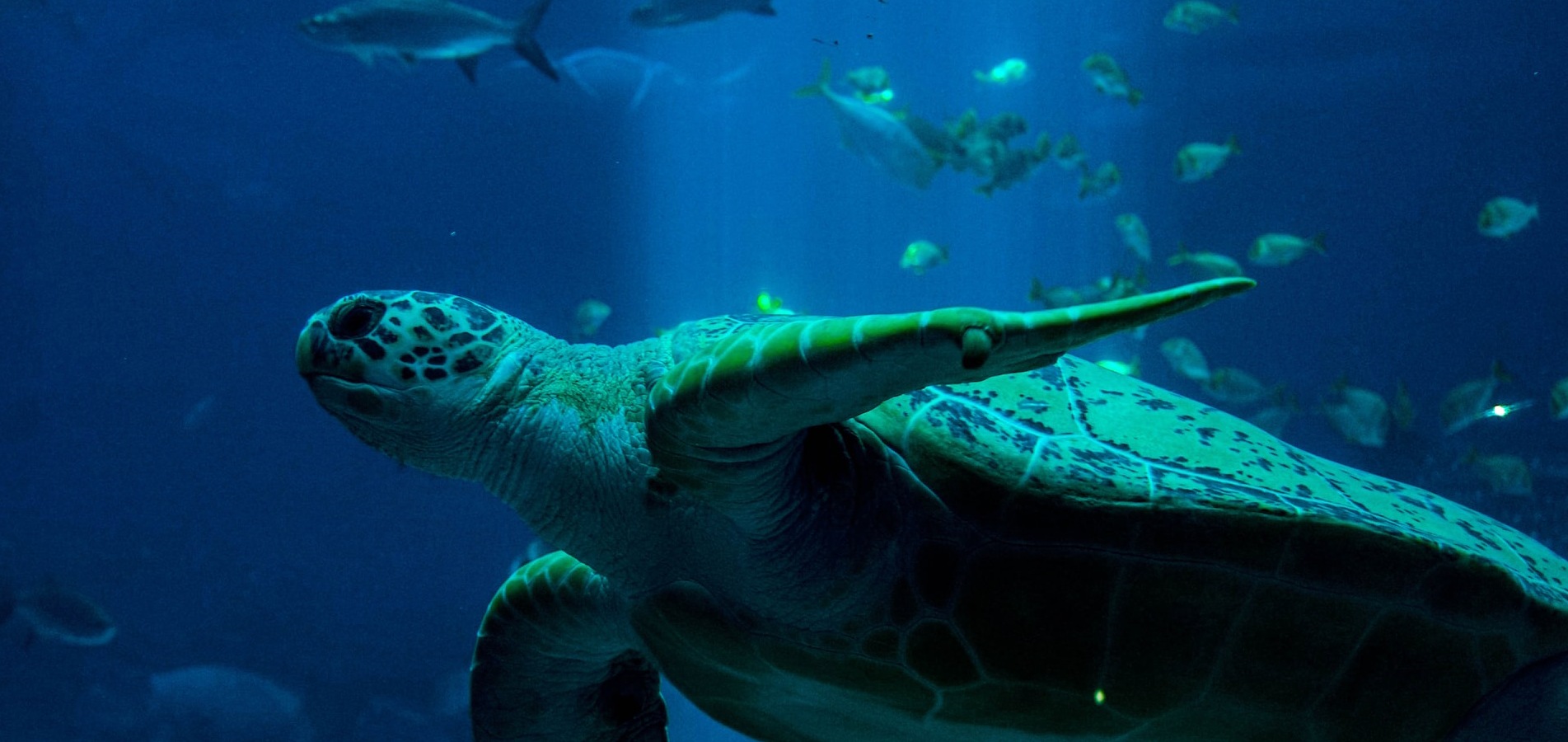 https://www.campingbonport.com/wp-content/uploads/2023/01/tortue-seaquarium-grau-du-roi-100x47.jpg