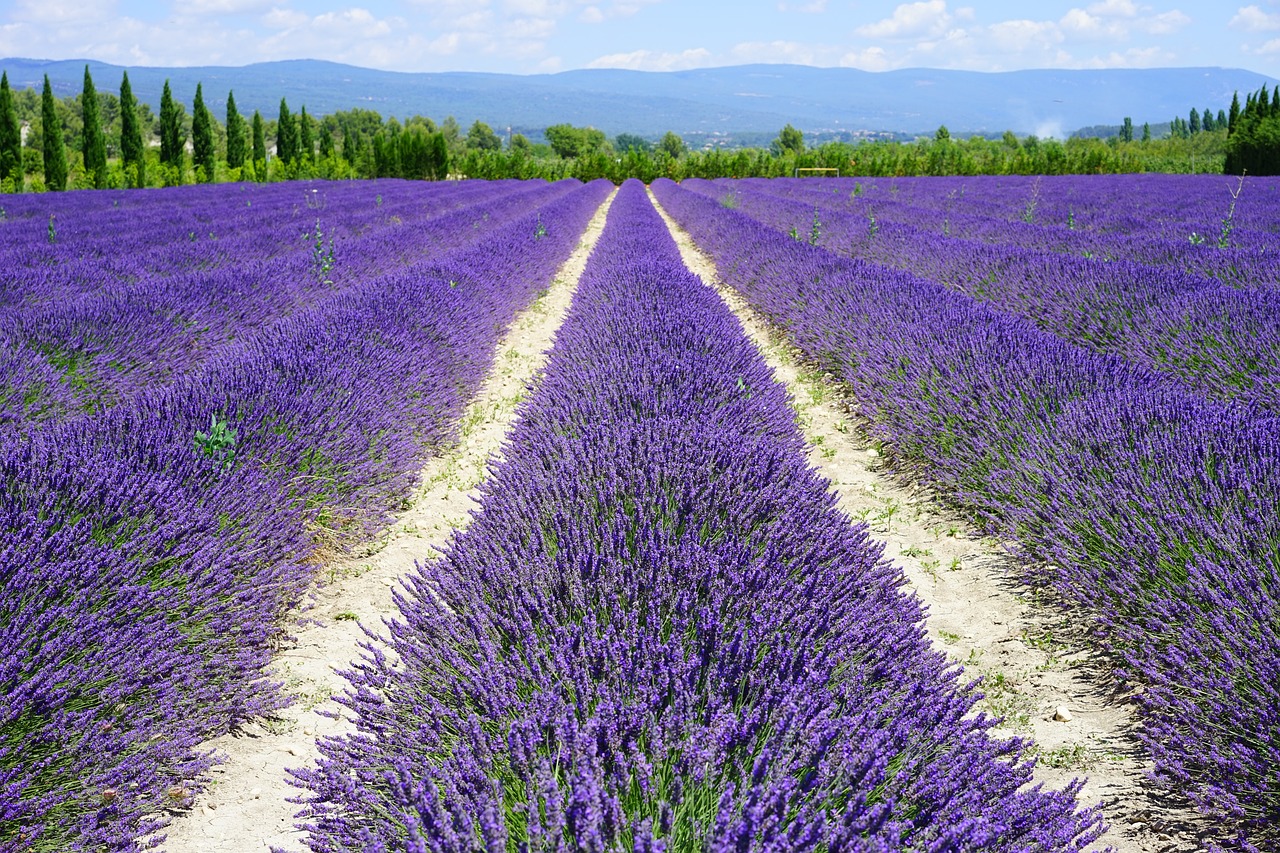 https://www.campingbonport.com/wp-content/uploads/2024/01/lavender-field-1595577_1280-100x67.jpg